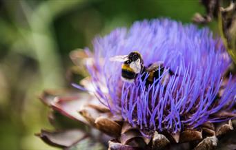 Yeo valley Organic Bee Safari 2025