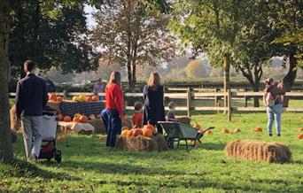 Pumpkins in the paddock