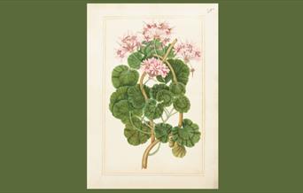 A painting of a plant that has dark green leaves and pink flowers