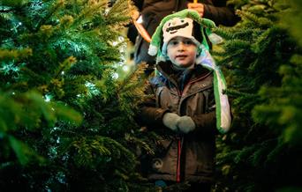 Little boy wearing hat in christmas tree maze