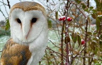 A barn owl sits in a frosty tree with red berries