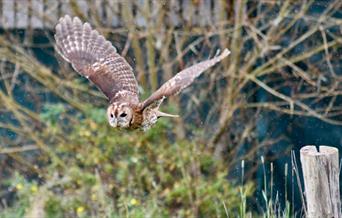 A Tawny owl flies towards the camera in a frosty rural setting
