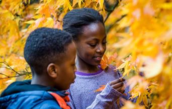 two children looking at autumn leaf on tree