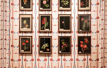 Image of the exhibition and wallpaper Mary Delany created