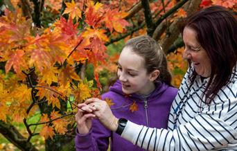 two people looking closely at autumn leaves in tree