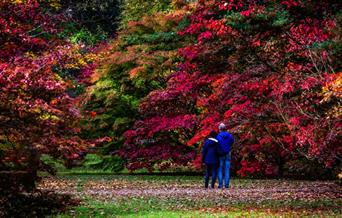 Autumn at Westonbirt Arboretum