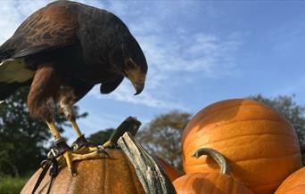 A Harris Hawk stands on a pile of pumpkins set against a blue sky