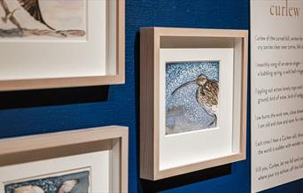 A selection of paintings of curlews