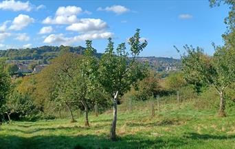 a field of trees