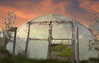 Kate's polytunnel