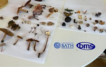A table displaying different mushrooms collected on a fungal foray. The image contains the University of Bath logo and the British Mycological Society