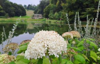 image of big white flower
