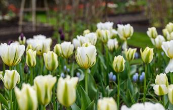 Caisson Gardens, Jason Ingram