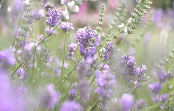 Lucknam Park Lavender