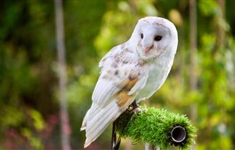 Photo of an owl by Petra Sorgo