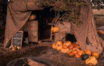 A tent erected against a tree in the middle of a field surrounded by pumpkins