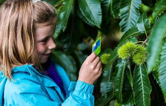 child looks closely at sweet chestnut seed growing on tree