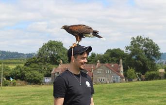 Bird, man, training