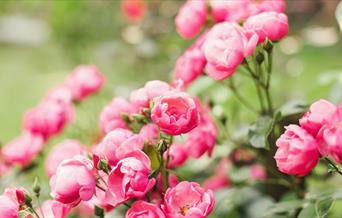 The L'Occitane Wellness Retreat