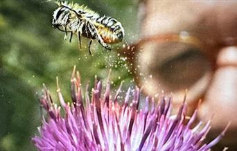 Closeup shot of a man watching a bee take off from a flower