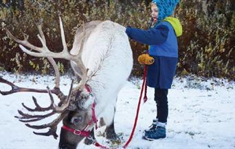 Reindeer feeding in the snow next to child