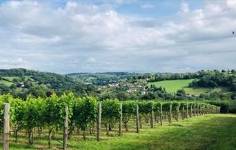 Views of Vineyard