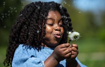 little girl blowing the seeds from a dandelion flower
