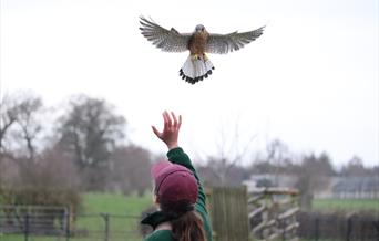 Kestrel flying overhead