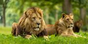 Lions on the grass