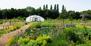Gardens and veg patch