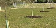 Photos of trees in the farmland