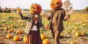 Pumpkin Patch at Avon Valley Adventure and Wildlife Park