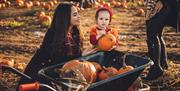 Pumpkin Patch at Avon Valley Adventure & Wildlife Park
