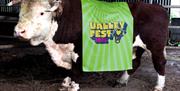 A cow wearing a green banner that says Valley Fest 2026