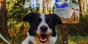 Dog in front of trail sign