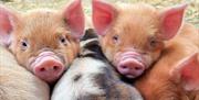 Piglets