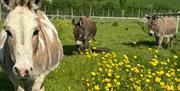 Donkeys in field