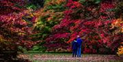 Autumn at Westonbirt Arboretum