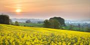 A field of yellow flowers