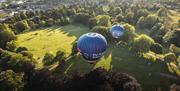Balloons above a park