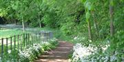 Path in forest