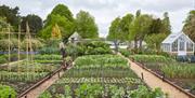 Kitchen Garden