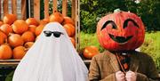Pumpkin Patch at Avon Valley Adventure & Wildlife Park
