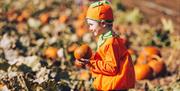 A young child dressed in a bright orange pumpkin costume and striped trousers walks through a pumpkin patch, smiling and holding a small pumpkin.