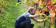 Quoins Organic Vineyard