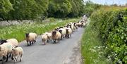 Flock of sheep walking down a country road