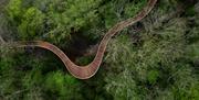 View of a path winding through the forest from above