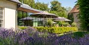 A row of large parasols outside of a glass fronted restaurant with a hedge and lavender bushes in the foreground.