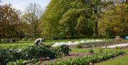 Person tending to gardens