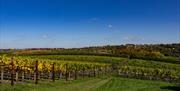 Wine Vinyard and sky view